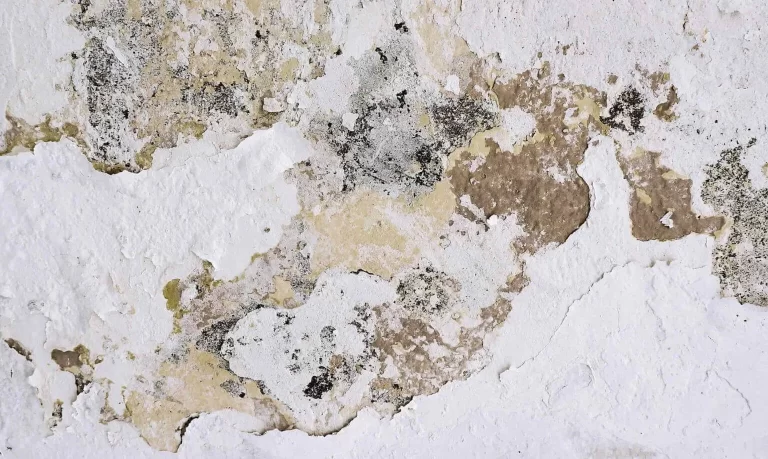 alternaria-mold