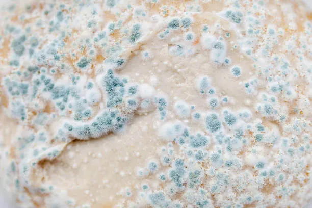 aspergillus-mold