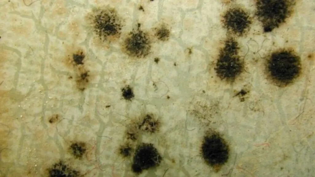 cladosporium-mold