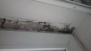 indoor-mold