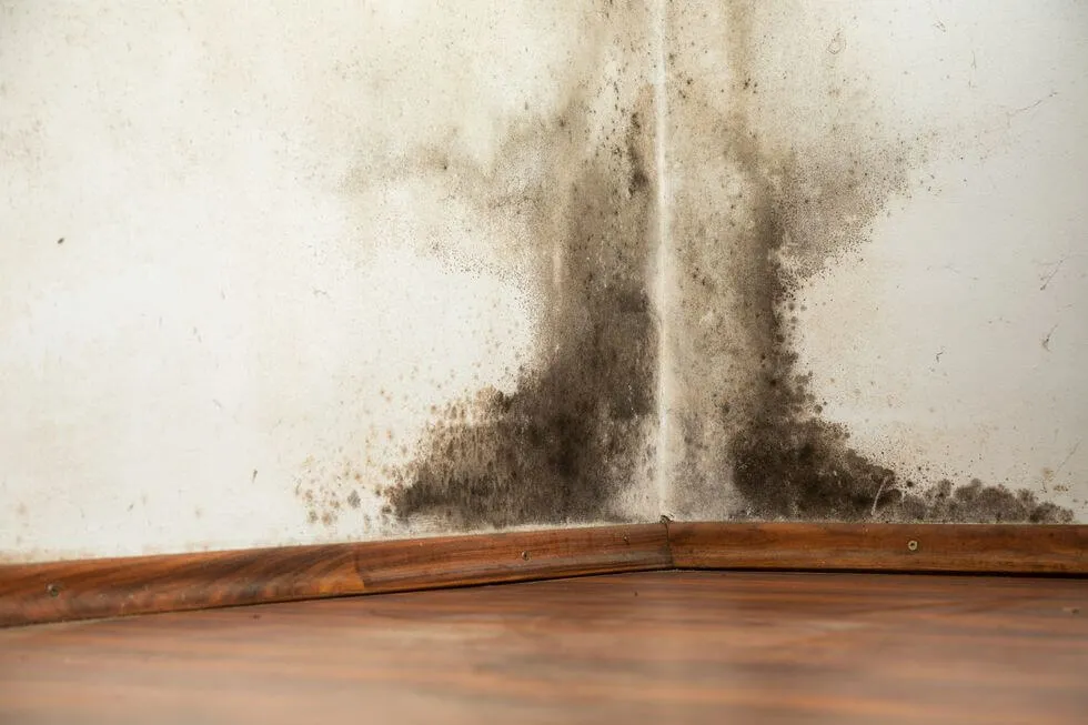 stachybotrys-black-mold